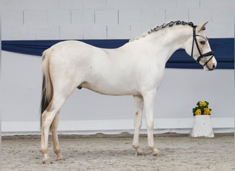 Niemiecki kuc wierzchowy, Ogier, 3 lat, 137 cm, Srokata