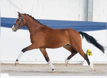 Niemiecki kuc wierzchowy, Ogier, 3 lat, 140 cm, Gniada