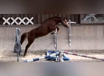 Niemiecki kuc wierzchowy, Ogier, 3 lat, 140 cm, Kasztanowata