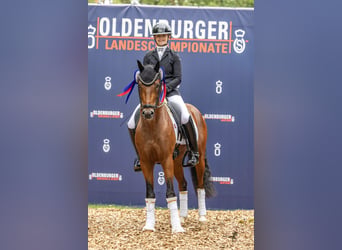 Niemiecki kuc wierzchowy, Ogier, 3 lat, 144 cm, Gniada