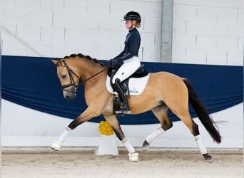 Niemiecki kuc wierzchowy, Ogier, 3 lat, 145 cm, Bułana