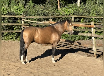 Niemiecki kuc wierzchowy, Ogier, 3 lat, 146 cm, Bułana