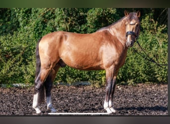 Niemiecki kuc wierzchowy, Ogier, 3 lat, 146 cm, Bułana