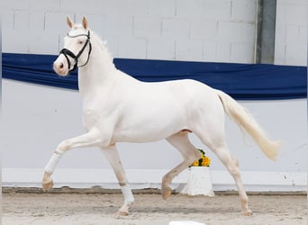 Niemiecki kuc wierzchowy, Ogier, 3 lat, 146 cm, Cremello