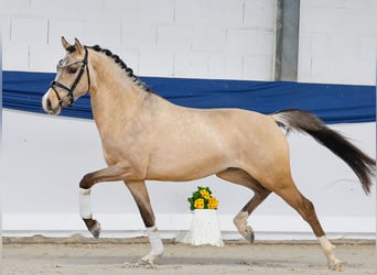 Niemiecki kuc wierzchowy, Ogier, 3 lat, 147 cm, Bułana