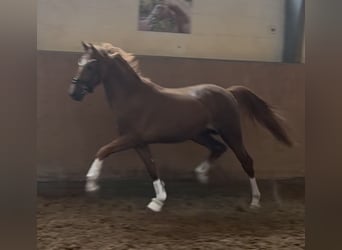 Niemiecki kuc wierzchowy, Ogier, 3 lat, 147 cm, Ciemnokasztanowata