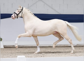 Niemiecki kuc wierzchowy, Ogier, 3 lat, 147 cm, Cremello