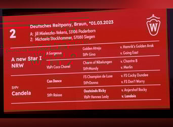 Niemiecki kuc wierzchowy, Ogier, 3 lat, 147 cm, Gniada