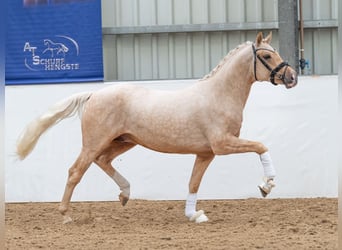 Niemiecki kuc wierzchowy, Ogier, 3 lat, 147 cm, Izabelowata