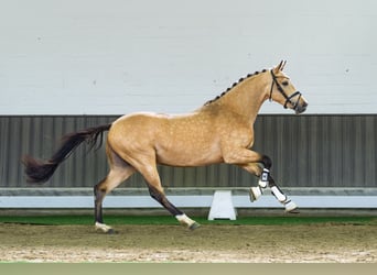 Niemiecki kuc wierzchowy, Ogier, 3 lat, 147 cm, Jelenia