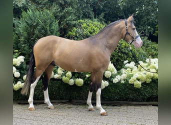 Niemiecki kuc wierzchowy, Ogier, 3 lat, 148 cm