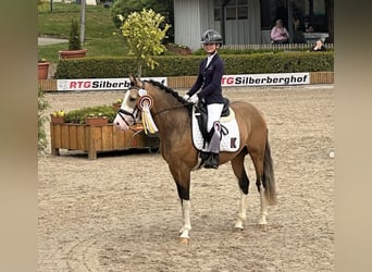 Niemiecki kuc wierzchowy, Ogier, 3 lat, 148 cm