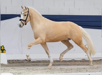 Niemiecki kuc wierzchowy, Ogier, 3 lat, 149 cm, Izabelowata