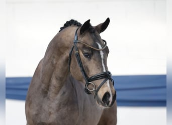 Niemiecki kuc wierzchowy, Ogier, 3 lat, 151 cm, Bułana