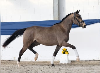 Niemiecki kuc wierzchowy, Ogier, 3 lat, 151 cm, Bułana