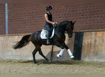 Niemiecki kuc wierzchowy Mix, Ogier, 3 lat, 154 cm, Ciemnogniada