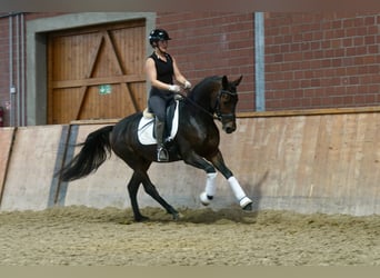 Niemiecki kuc wierzchowy Mix, Ogier, 3 lat, 154 cm, Ciemnogniada