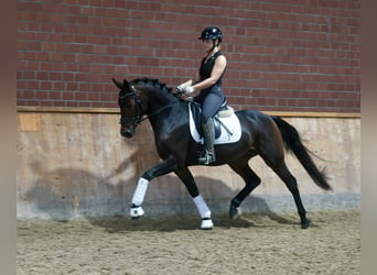 Niemiecki kuc wierzchowy Mix, Ogier, 3 lat, 154 cm, Ciemnogniada