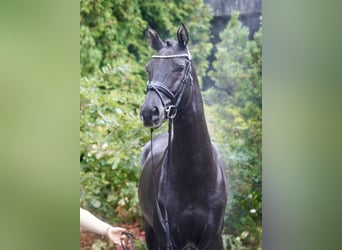 Niemiecki kuc wierzchowy Mix, Ogier, 3 lat, 154 cm, Ciemnogniada