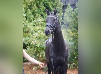 Niemiecki kuc wierzchowy Mix, Ogier, 3 lat, 154 cm, Ciemnogniada
