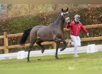 Niemiecki kuc wierzchowy Mix, Ogier, 3 lat, 154 cm, Gniada