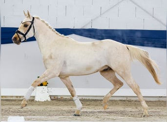 Niemiecki kuc wierzchowy, Ogier, 4 lat, 145 cm, Izabelowata