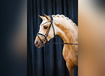 Niemiecki kuc wierzchowy, Ogier, 4 lat, 146 cm, Izabelowata