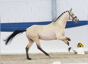 Niemiecki kuc wierzchowy, Ogier, 4 lat, 151 cm, Bułana
