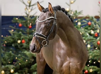 Niemiecki kuc wierzchowy, Ogier, 5 lat, 144 cm, Ciemnogniada