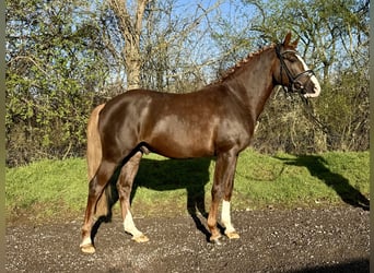 Niemiecki kuc wierzchowy, Ogier, 5 lat, 145 cm, Ciemnokasztanowata