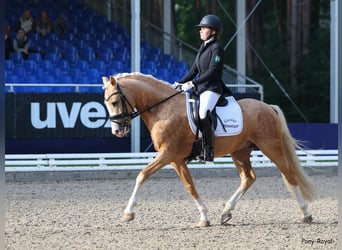 Niemiecki kuc wierzchowy, Ogier, 5 lat, 146 cm, Izabelowata
