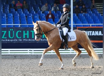 Niemiecki kuc wierzchowy, Ogier, 5 lat, 146 cm, Izabelowata