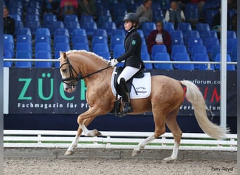 Niemiecki kuc wierzchowy, Ogier, 5 lat, 146 cm, Izabelowata