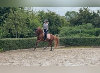 Niemiecki kuc wierzchowy, Ogier, 5 lat, 148 cm, Kasztanowata