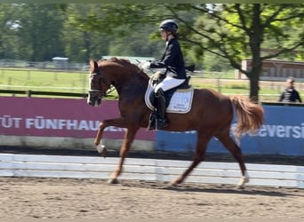 Niemiecki kuc wierzchowy, Ogier, 5 lat, 148 cm, Kasztanowata