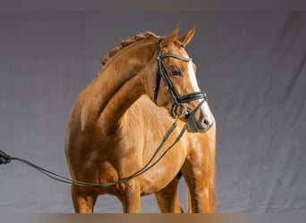 Niemiecki kuc wierzchowy, Ogier, 5 lat, 148 cm, Kasztanowata