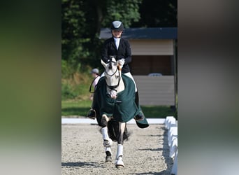 Niemiecki kuc wierzchowy, Ogier, 5 lat, 149 cm, Jelenia