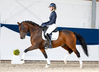 Niemiecki kuc wierzchowy, Ogier, 5 lat, 154 cm, Gniada