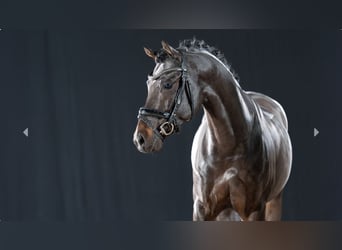 Niemiecki kuc wierzchowy, Ogier, 5 lat, Ciemnogniada