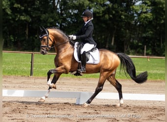 Niemiecki kuc wierzchowy, Ogier, 5 lat, Jelenia