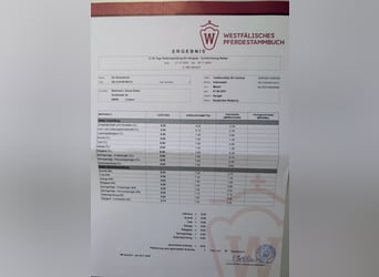 Niemiecki kuc wierzchowy, Ogier, 5 lat, Jelenia