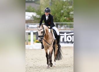 Niemiecki kuc wierzchowy, Ogier, 6 lat, 147 cm, Jelenia