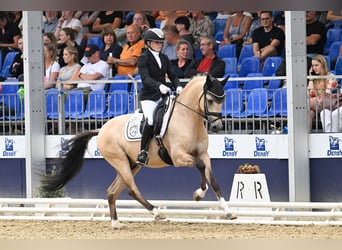 Niemiecki kuc wierzchowy, Ogier, 6 lat, 148 cm, Jelenia