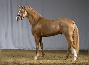 Niemiecki kuc wierzchowy, Ogier, 7 lat, 153 cm