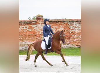 Niemiecki kuc wierzchowy, Ogier, 9 lat, 146 cm, Kasztanowata