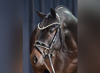 Niemiecki kuc wierzchowy, Ogier, 5 lat, 146 cm, Ciemnogniada