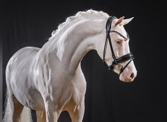 Niemiecki kuc wierzchowy, Ogier, 3 lat, 142 cm, Cremello