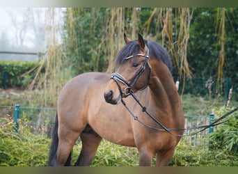 Niemiecki kuc wierzchowy, Ogier, 4 lat, 145 cm, Gniada