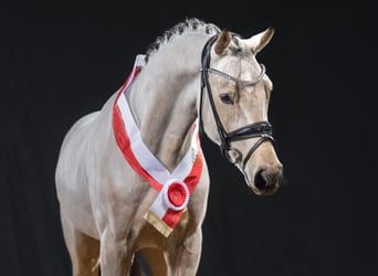 Niemiecki kuc wierzchowy, Ogier, 3 lat, 145 cm, Jelenia