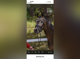 Niemiecki kuc wierzchowy, Ogier, 3 lat, 146 cm, Jelenia